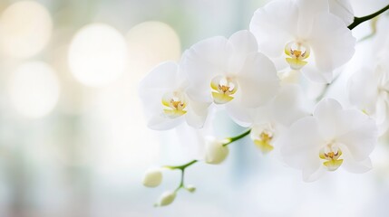 Poster - Stunning close up of delicate white orchid flowers blooming gracefully in soft light : Generative AI