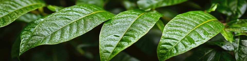 Aufkleber - A detailed view of a leafy plant, perfect for nature or botanical-themed projects