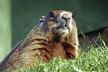 Aufkleber - A groundhog sits on a vibrant green grassy area, perhaps enjoying the sunny day