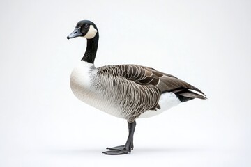 Poster - A goose stands alone on a white surface