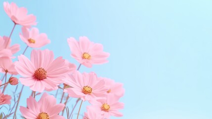 Poster - Delicate Pink Cosmos Flowers with Clean Blue Background in Soft Natural Light for Aesthetic and Design Use