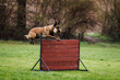 © encierro - Belgian Malinois with dog toy is jumping over obstacle hurdle during animal obedience training