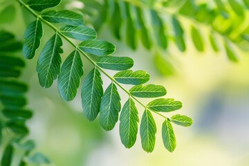 Poster - Close-up of vibrant green leaves showcasing intricate patterns and textures, illuminated by soft natural sunlight. The lush greenery creates a serene and peaceful atmosphere