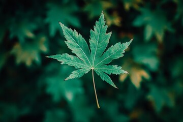 Poster - Single vibrant green maple leaf stands out against a blurred background of lush foliage, showcasing the intricate details and vivid colors of nature in a serene and tranquil setting