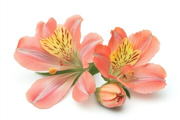 Poster - Two pink flowers on a white surface