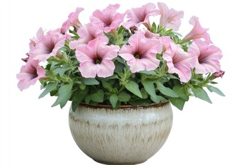 Wall Mural - A potted plant with pink flowers on a white background, suitable for interior design or garden decoration