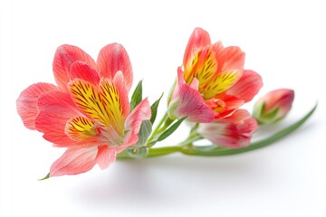 Poster - A single flower bloom on a clean white surface