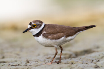 Wall Mural - shorebird charadrius dubius, little ringed plover on blurred background summer time poland europe