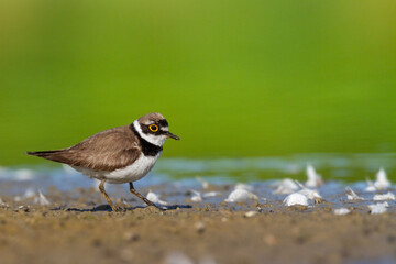 Wall Mural - shorebird charadrius dubius, little ringed plover on blurred background summer time poland europe