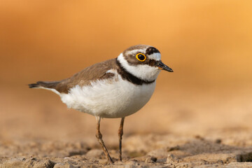 Wall Mural - shorebird charadrius dubius, little ringed plover on blurred background summer time poland europe