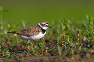 Wall Mural - shorebird charadrius dubius, little ringed plover on blurred background summer time poland europe