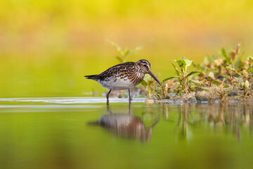 Wall Mural - shorebird broad-billed sandpiper limicola falcinellus, calidris falcinellus bird with long beak, sta