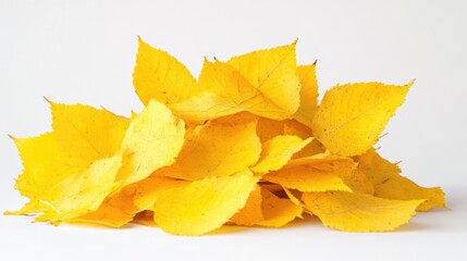 Poster - A pile of yellow leaves on a white surface