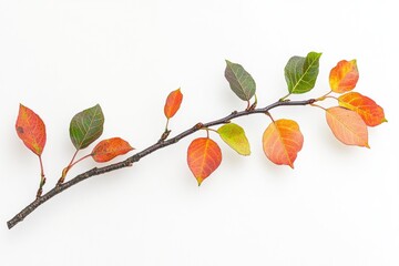 Aufkleber - A branch with red and green leaves on a white background