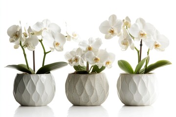 Poster - Three vases filled with white flowers on a white background