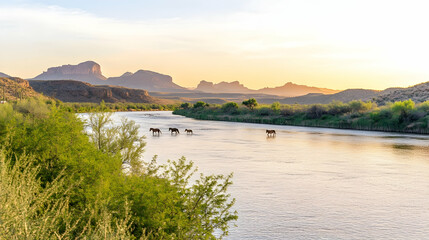 Wall Mural - Wild horses crossing river at sunset in Arizona. Scenic background. For travel, tourism, nature, wildlife