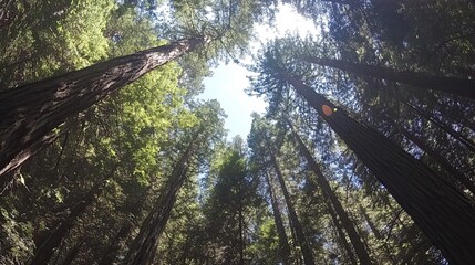 Wall Mural - majestic redwood canopy reaching skyward in a forest view upward