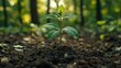 © Erisna Yolanda - Young sapling growing in forest soil, sunlight dappled background; nature conservation