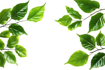 green leaves branch isolated on white