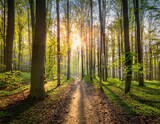 trail through spring beech forest during sunrise poland