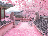  cherry blossom rain in seoul palace