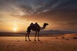 © 99Image  - camel in the desert,Camel on Desert, sunset vibe