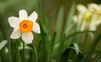 Wall Mural - Blooming daffodil flower head. Spring forward, springtime, easter background.