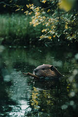 Poster - A beaver swimming in calm water while holding a stick in its mouth, surrounded by green foliage. The image symbolizes the peaceful and industrious nature of wildlife in its habitat.