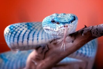 Wall Mural - subannulatus borneo viper snake isolated in a branch of tree with dark or bright background