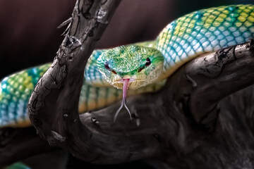 Wall Mural - subannulatus borneo viper snake isolated in a branch of tree with dark or bright background
