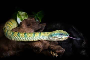 Wall Mural - subannulatus borneo viper snake isolated in a branch of tree with dark or bright background