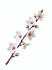 Poster - A Delicate Branch Of White Cherry Blossoms Is Isolated Against A Plain White Background With A Winding Path Below. 00002