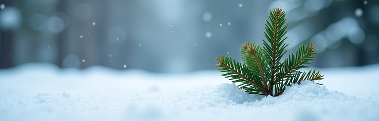 Poster - A Lone Green Christmas Pine Tree Branch Stands Out Against A Winter Backdrop Of Snow And Ice In Sharp Focus. 00001
