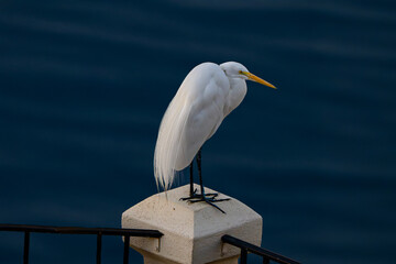 Wall Mural - Great Egret (Ardea alba) Photo, Perched at Dawn, Preparing to Hunt for Breakfast Over the Water