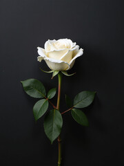 Aufkleber - A Simple White Rose Is Placed Against A Textured Black Background With Ample Copy Space Surrounding It. 00002