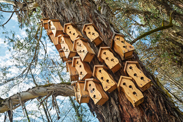 Collection of handmade wooden birdhouses mounted on a large tree trunk in a park, providing shelter for birds.