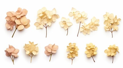 Poster - collection of delicate hydrangea flowers in soft beige and cream shades for elegant decor and design