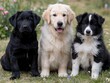 © skotobaza - 3 cute friendly puppies