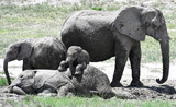 Rodzina słoni afrykańskich - safari - Namibia. Afryka południowa - słonie w naturalnym środowisku