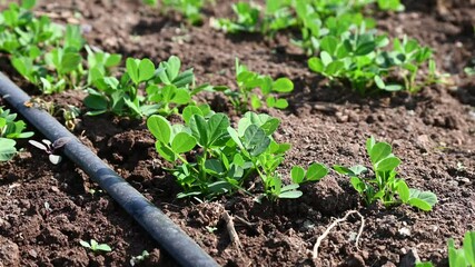 Wall Mural - Peanut plant sprout growing in farm field. Peanut (groundnut) plant seedling green leaf. Peanut crop seedling plantation. Organic groundnut plant sprout grow in nut farm.