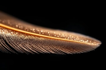 Poster - Close-up of a golden feather showing intricate details and shimmering textures against a dark background