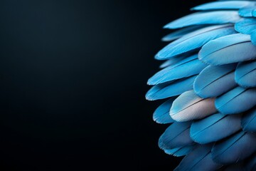 Poster - Vibrant blue feathers create an abstract texture against a dark background highlighting the beauty of nature