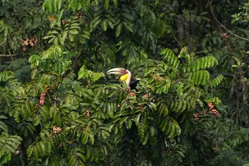 Wall Mural - Hornbills live in natural forests in Thailand.