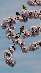 Poster -  Four vibrantly colored birds perched on a branch surrounded by blooming flowers.