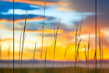 Wall Mural - Sunset over fields with golden grasses