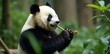 © Kathy - Cute panda bear eating bamboo in Beijing zoo enclosure, leaves, adorable, eating