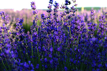 Poster - Purple Lavender Flowers Against Blurred Meadow Background