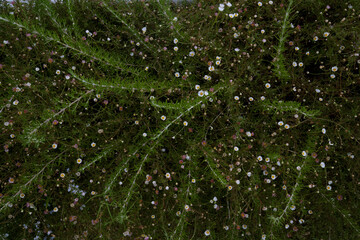 Wall Mural - garden design. closeup view of salvia rosmarinus, also known as rosemary, green leaves combined with