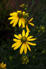 Wall Mural - flowering in the meadow. closeup view of rudbeckia laciniata, also known as cutleaf coneflower, flow