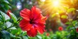 © Praphunsak - Vibrant red hibiscus flower blooming in a garden with bright sunlight and lush greenery surrounding it, botanical garden , plant life